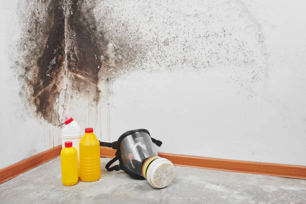 Best Mold Remediation  in Kensington, CT