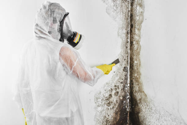 Best Local Mold Removal Service  in Kensington, CT