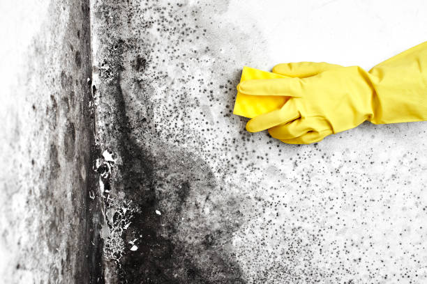 Best Black Mold Removal  in Kensington, CT