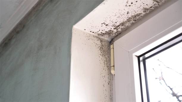 Trusted Kensington, CT Mold Removal Experts