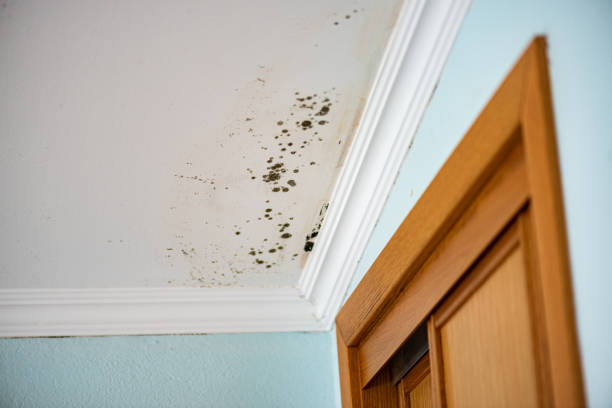 Best Toxic Mold Removal  in Kensington, CT