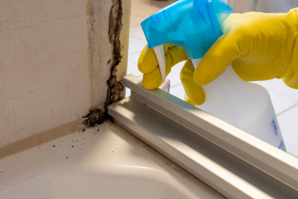Best Emergency Mold Removal  in Kensington, CT