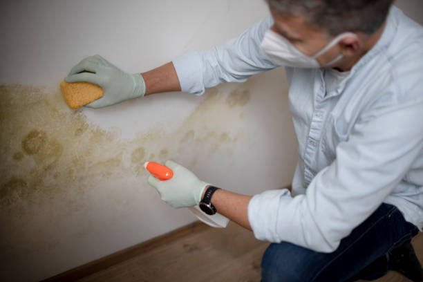 Best Professional Mold Removal  in Kensington, CT
