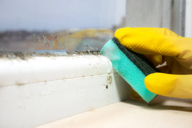 Best Mold Testing  in Kensington, CT