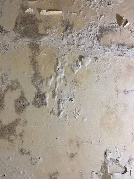 Best Affordable Mold Removal  in Kensington, CT