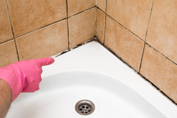 Best Certified Mold Removal  in Kensington, CT