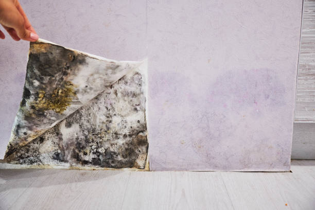 Best Mold Testing  in Kensington, CT